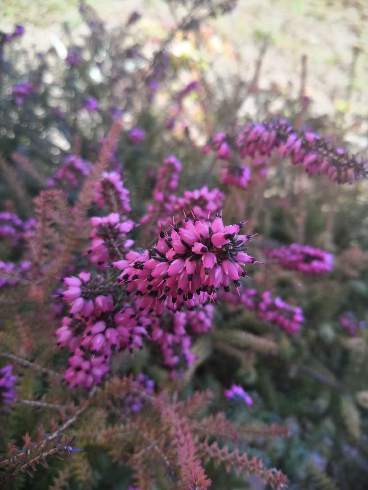 fiore erica