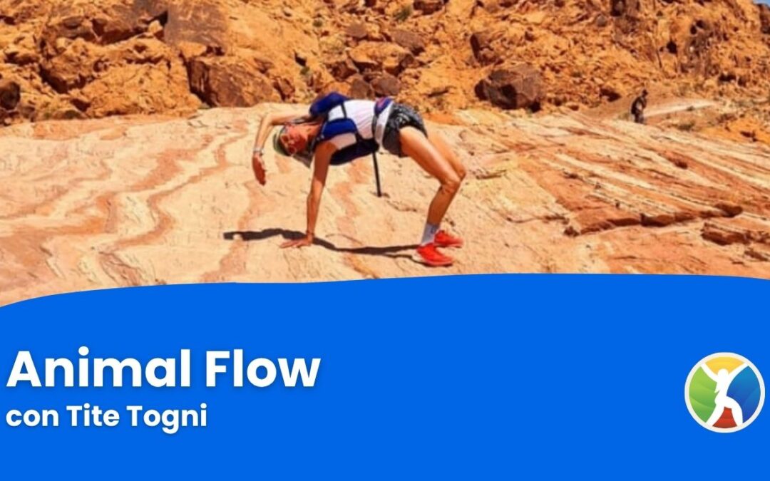 Animal Flow