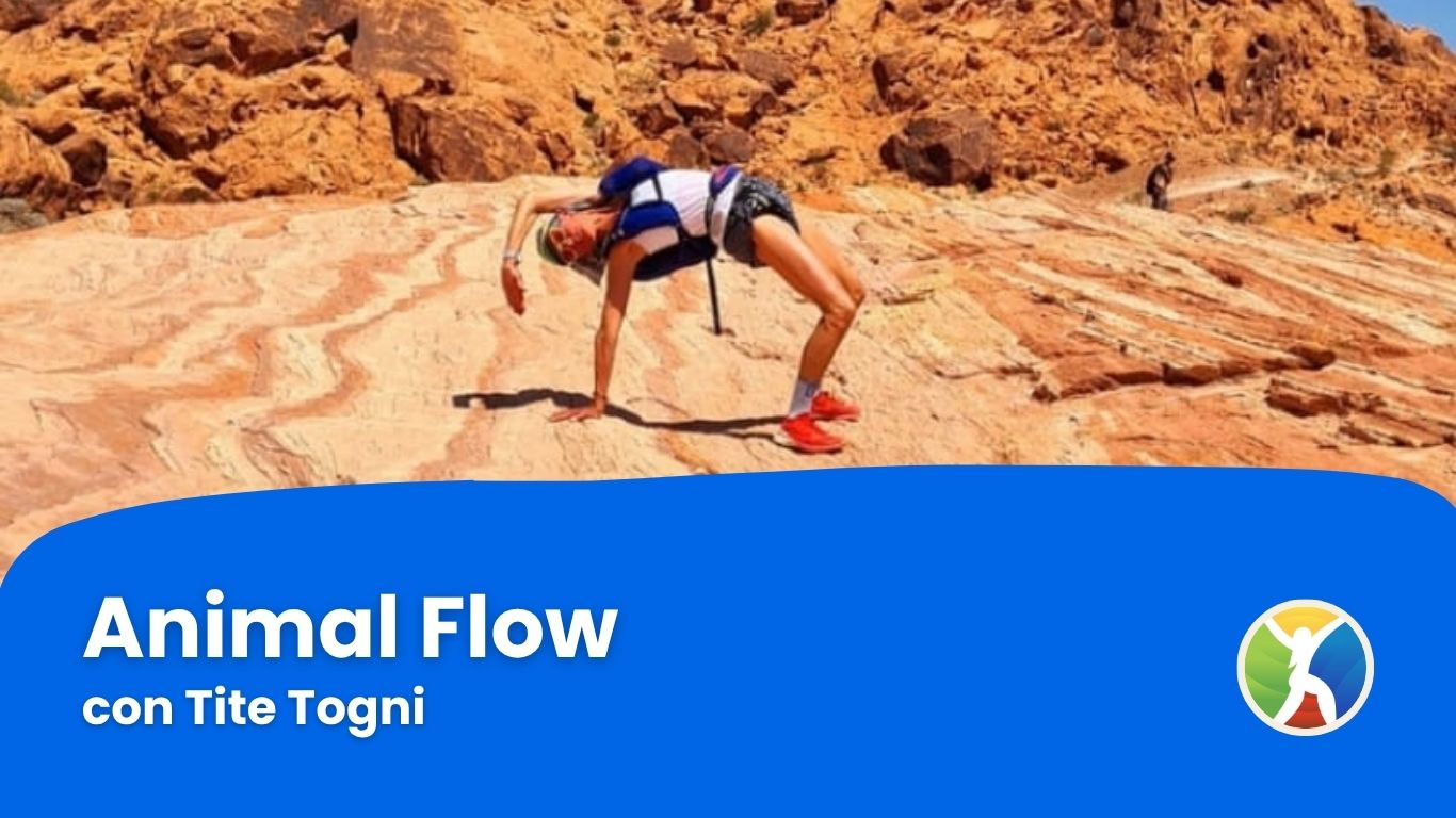 Animal Flow